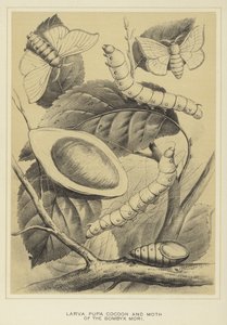 Larva, Pupa, Cocoon a Moth of the Bombyx mori od English School