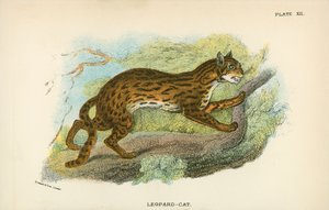 Leopard-Cat od English School