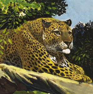 Leopardí od English School
