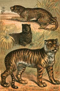 Leopard, Black Panther a Tygr od English School
