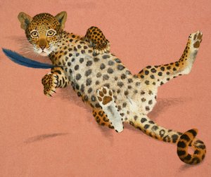 Leopardí mládě od English School