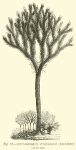 Lepidodendron Sternbergh, obnoven od English School