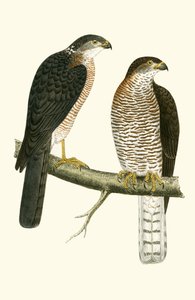 Levant Sparrow Hawk, ilustrace z „Historie ptáků Evropy nepozorovaných na Britských ostrovech“ od Charlese Roberta Bree (1811-86), vydáno 1867 od English School
