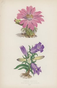 Lewisia Rediviva; Campanula Longifolia (barevná lito) od English School