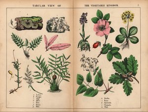 Lišejník, houba, řasa, mech, kapradina, tráva, palma, orchidej, růže, auricula, plamének a dub. , z „Poučné obrázkové knihy aneb lekce ze světa zeleniny“, [Charlotte Mary Yonge], Edinburgh od English School
