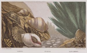 Limpet, Fialová, Slit-Limpet (barva lito) od English School
