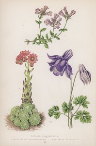 Linaria Origanifolia; Sempervivum Arachnoideum; Aquilegia Pyrenaica (barevná litografie) od English School