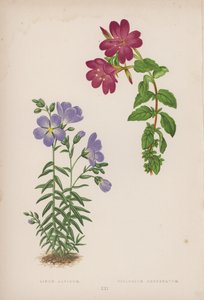 Linum alpinum; Epilobium obcordatum (barevná litografie) od English School