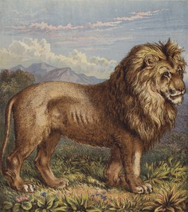 Lev (barva lito) od English School