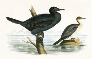 Malý kormorán, ilustrace z „Historie ptáků Evropy nepozorovaných na Britských ostrovech“ od Charlese Roberta Bree (1811-86), vydáno 1867 od English School