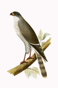 Little Red Billed Hawk, ilustrace z „Historie ptáků Evropy nepozorovaných na Britských ostrovech“ od Charlese Roberta Bree (1811-86), vydáno 1867