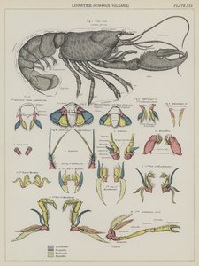 Humr, Homarus Vulgaris (barevná litografie) od English School