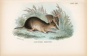 Bandicoot s dlouhým nosem od English School