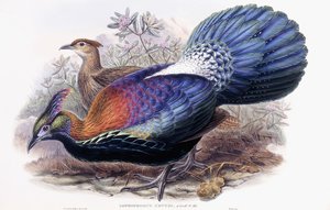 Lophophorus Lhuysii od English School