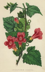 Lophospermum Scandens (chromolit) od English School