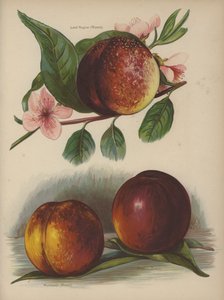 Lord Napier (Rivers), Humboldt (Rivers), Dryden (Rivers) od English School