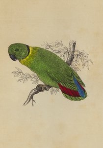 Love Bird (barva lito) od English School