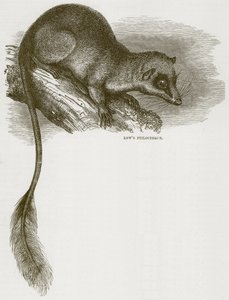 Lowes Ptilocercus, ilustrace z Cassells Natural History od English School