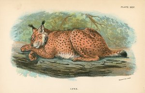 Lynx od English School