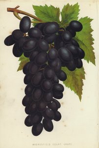 Madresfield Court Grape od English School