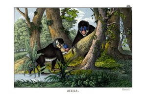 Mandrill od English School