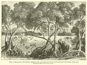 Mangrove (Rhizophora), ukazující adventivní kořeny, které podpírají strom poté, co původní kořen odumřel od English School