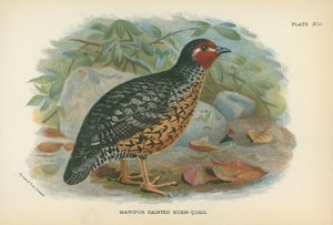 Manipur Painted Bush-Quail od English School