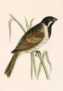 Marsh Bunting, ilustrace z „Historie ptáků Evropy nepozorovaných na Britských ostrovech“ od Charlese Roberta Bree (1811-86), vydáno 1867 od English School