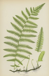 Marsh Fern (barva lito) od English School