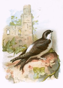 Martin od English School