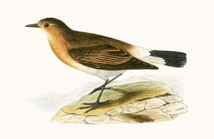Menetries Wheatear, ilustrace z „Historie ptáků Evropy nepozorovaných na Britských ostrovech“ od Charlese Roberta Bree (1811-86), vydáno 1867 od English School