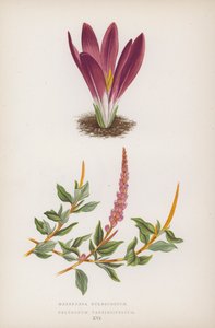 Merendera Bulbocodium; Polygonum Vaccinifolium (barevná litografie) od English School