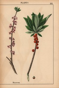 Mezereon s červenými bobulemi a růžovými květy.  , z „Poučné obrázkové knihy aneb lekce ze světa zeleniny“, [Charlotte Mary Yonge], Edinburgh od English School