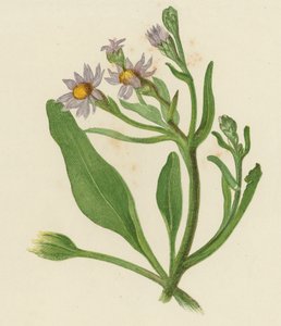 Michaelmas Daisy, Aster Tripolium (barevné lito) od English School
