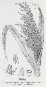 proso (litho) od English School