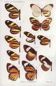 Mimikry v motýlech (barva litho) od English School