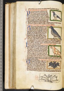 Miniatury ptáků a okrajová kresba netopýra z teologického sortimentu, včetně Summa de vitiis, Harley 3244, f.55v, c.1236-50 (vellum) od English School