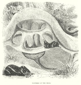 Krtčí vrch (rytina) od English School