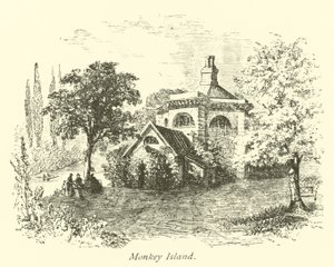 Opičí ostrov od English School