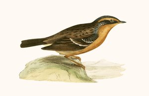 Mountain Accentor, ilustrace z „Historie ptáků Evropy nepozorovaných na Britských ostrovech“ od Charlese Roberta Bree (1811-86), vydáno 1867 od English School