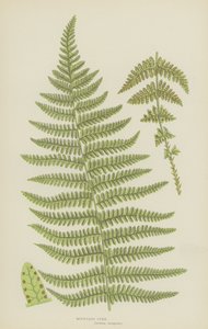 Horská kapradina (barevná litografie) od English School