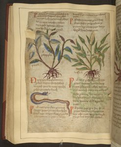 Paní Cotton Vitellius C.III fol.56v Ilustrace Petersilie, Cawel a Snake, ze staroanglické bylinky původně od Apuleia (123-80 AD), počátek 11. století (vellum) od English School