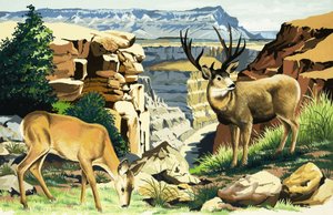 Jelen mezek v národním parku Grand Canyon od English School