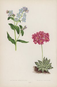 Myosotis Dissitiflora; Primula Farinosa (barva lito) od English School