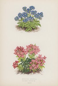 Myosotis Rupicola; Daphne Cneorum (barevná litografie) od English School