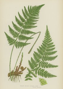Kapradina úzkozubá (barevná litografie) od English School