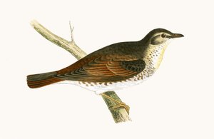 Naumannův drozd, ilustrace z knihy „Historie ptáků Evropy nepozorovaných na Britských ostrovech“ od Charlese Roberta Bree (1811-86), vydáno 1867 od English School