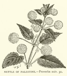 Nettle of Palestine, Proverbs, xxiv, 31 (rytina) od English School