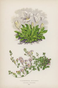 Nierembergia Rivularis; Linaria Villosa (barevná litografie) od English School