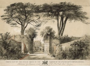 Severní pohled na cedrové stromy v Gardens of the Apothecary